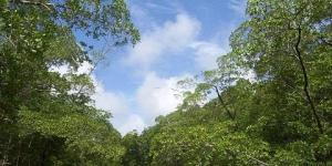El bosque tropical amazónico