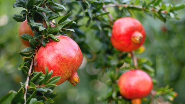 5 árboles frutales que puedes plantar en octubre: algunos florecen o dan fruto cuando otros ya están parados - Granado, un árbol resistente que convierte su floración en una cosecha de otoño