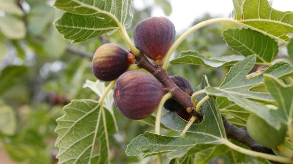 5 árboles frutales que puedes plantar en octubre: algunos florecen o dan fruto cuando otros ya están parados - Higuera bífera, la variedad que puede ofrecer dos cosechas