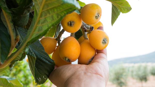 5 árboles frutales que puedes plantar en octubre: algunos florecen o dan fruto cuando otros ya están parados - Níspero, el frutal que florece cuando otros todavía están en reposo