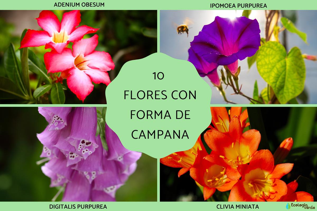 Flores con forma de campana