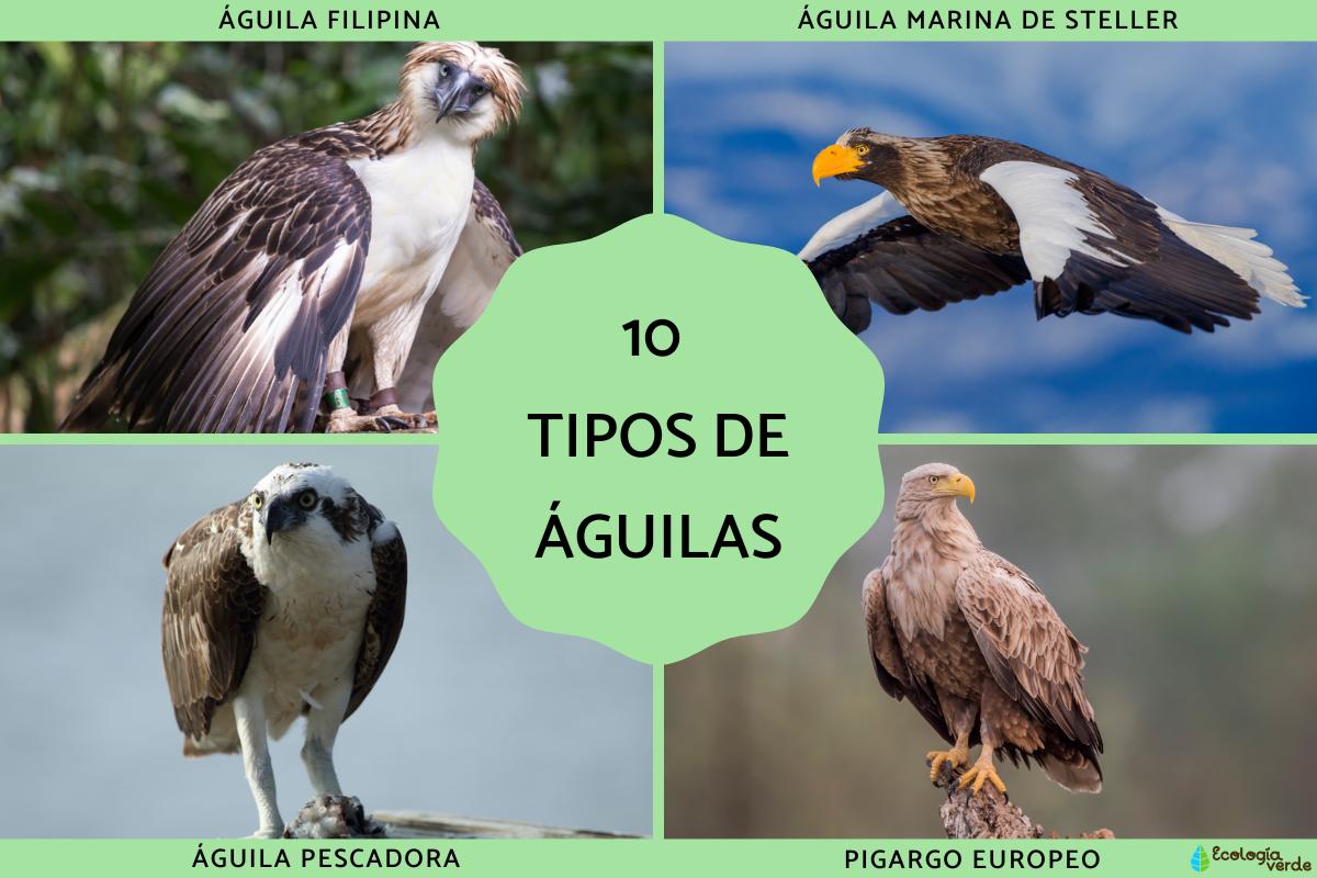 Tipos de águilas