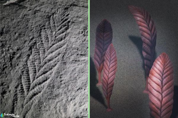 ¿Cuál es el animal más antiguo del mundo? - Charnia