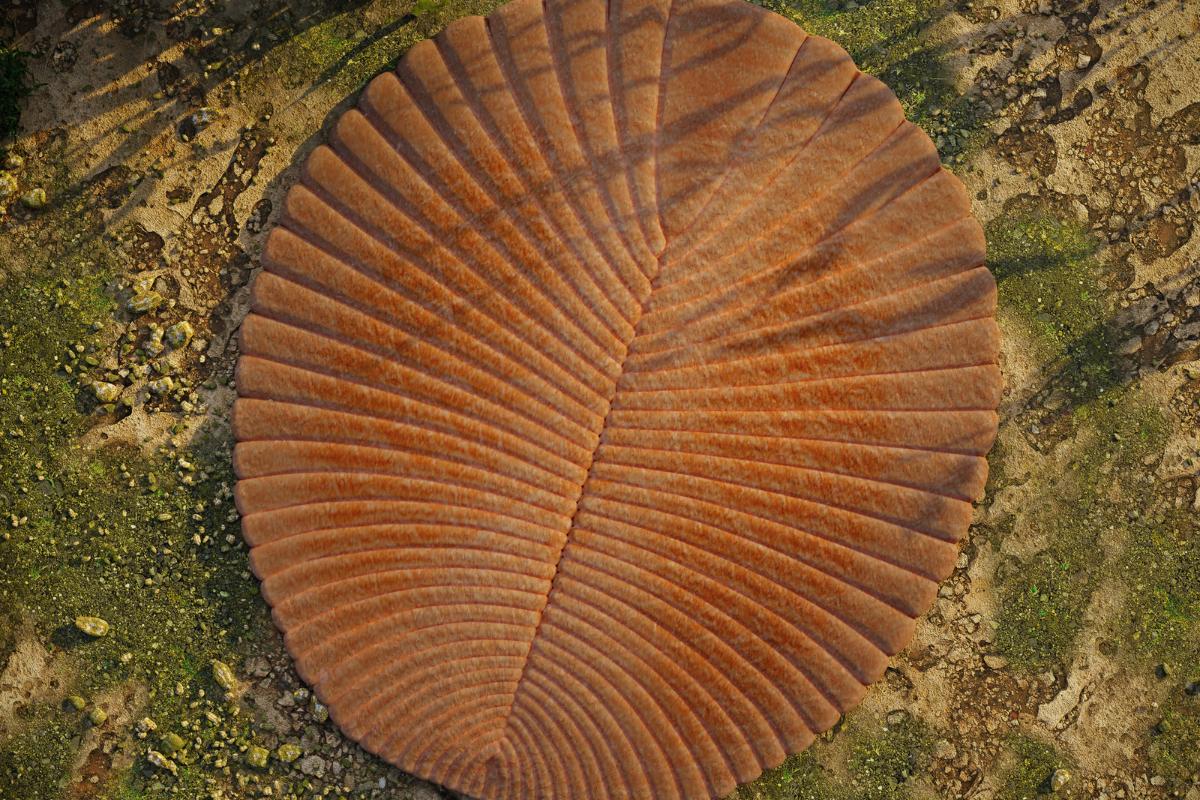 ¿Cuál es el animal más antiguo del mundo?