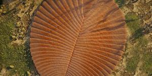 ¿Cuál es el animal más antiguo del mundo?