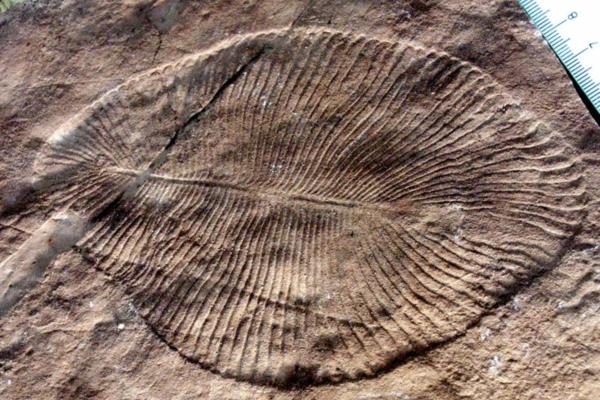 ¿Cuál es el animal más antiguo del mundo? - Dickinsonia