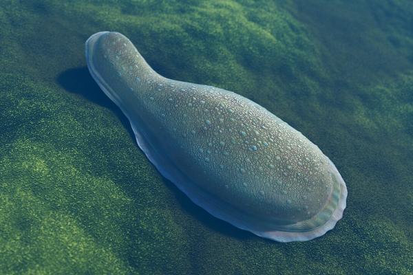 ¿Cuál es el animal más antiguo del mundo? - Kimberella