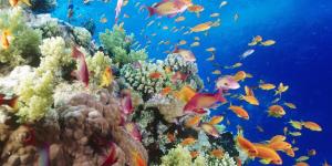 Las acciones del ser humano que destruyen los mares