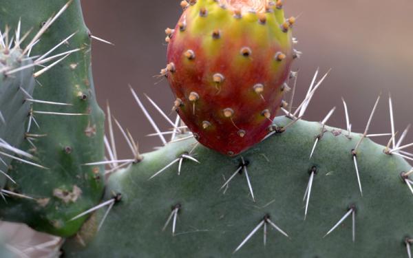 Nopal - Distribución del nopal