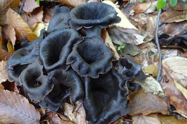 Trompetas de la muerte, ¿son setas venenosas? - ¿Las trompetas de la muerte son venenosas?