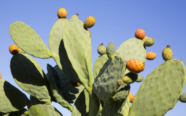 Nopal