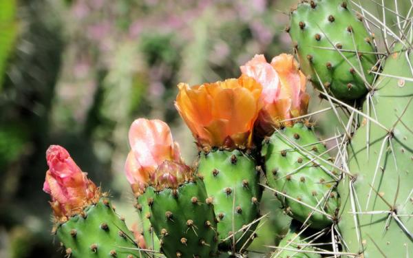 Nopal - Qué es el nopal