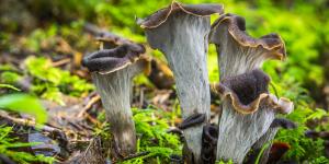 Trompetas de la muerte, ¿son setas venenosas?