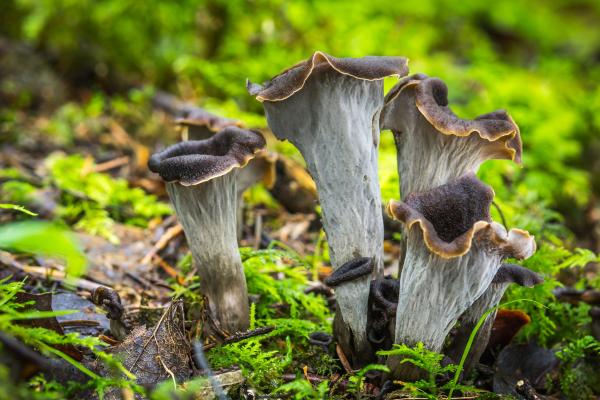 Trompetas de la muerte, ¿son setas venenosas?