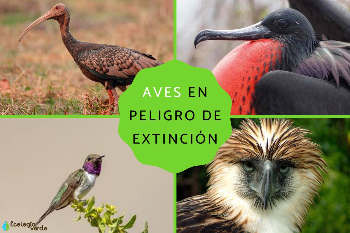 Aves en peligro de extinción