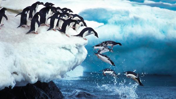 Si desapareciera gran parte del hielo de la Antártida, el mar podría subir hasta 60 metros: así cambiaría el planeta - El krill, los pingüinos y otros animales marinos sufrirían las consecuencias del deshielo