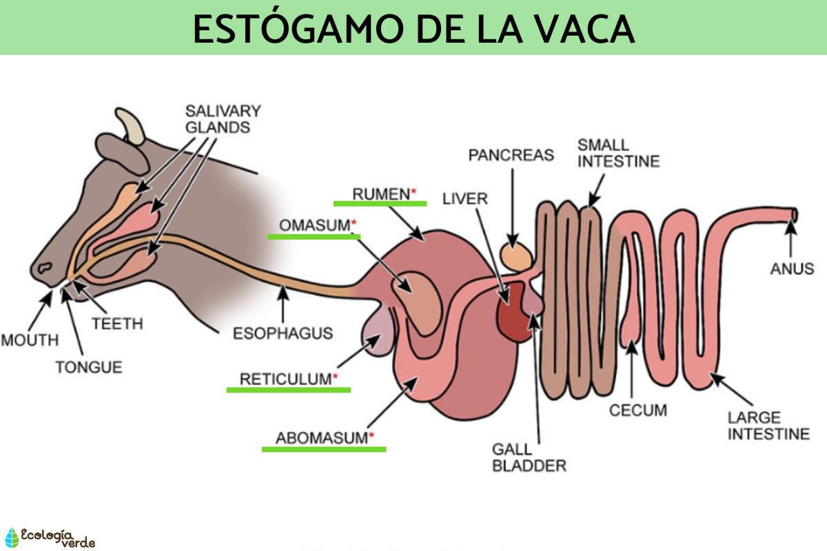 Estómago de la vaca: cómo es, partes y funciones