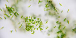 Fitoplancton: qué es y ejemplos