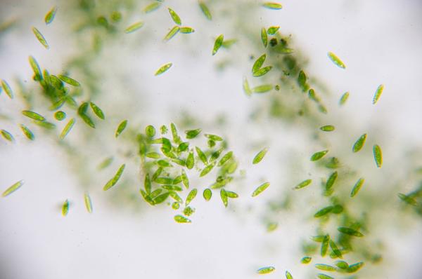 Fitoplancton: qué es y ejemplos