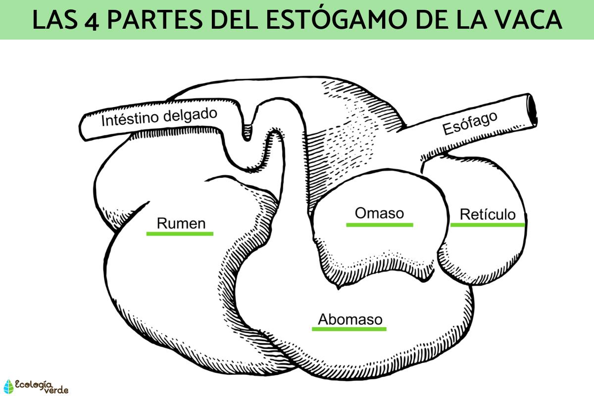 Estómago de la vaca: cómo es, partes y funciones - Resumen