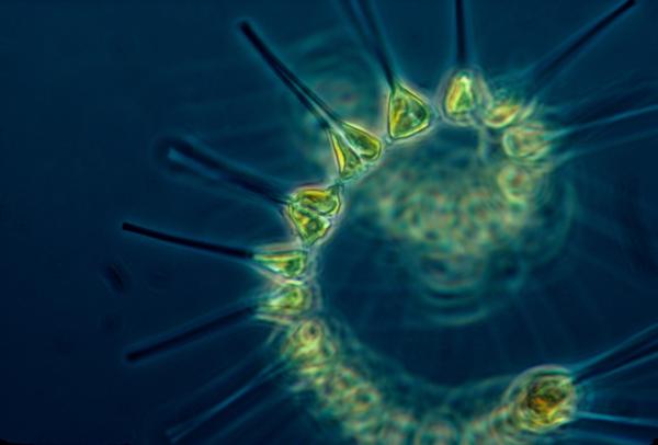 Fitoplancton: qué es y ejemplos - Qué es el fitoplancton