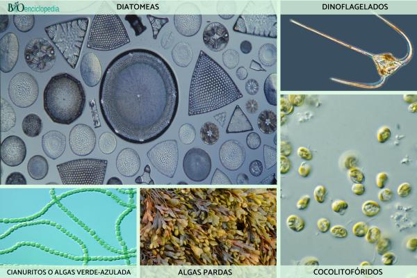 Fitoplancton: qué es y ejemplos - Tipos de fitoplancton