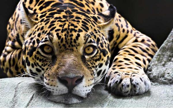 Jaguar - Características del jaguar