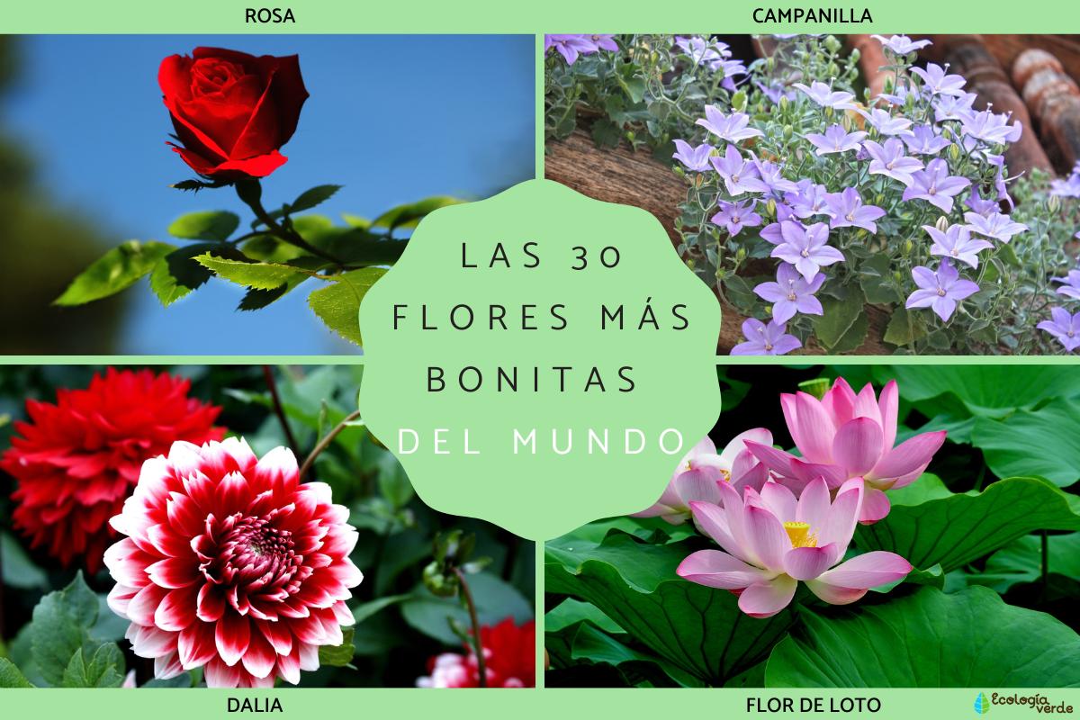 Las flores más bonitas del mundo