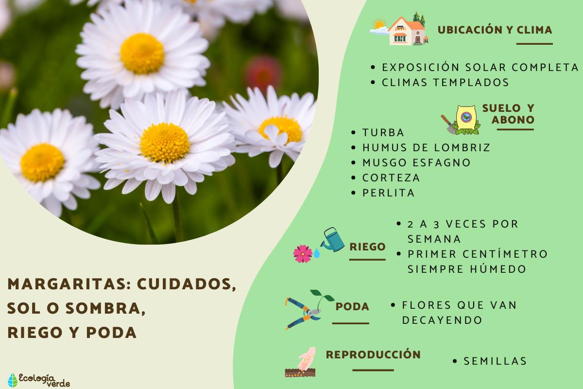 Margaritas: cuidados, sol o sombra, riego y poda