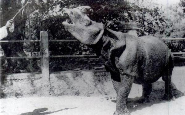 Rinoceronte de Java - Amenazas y conservación del rinoceronte de Java