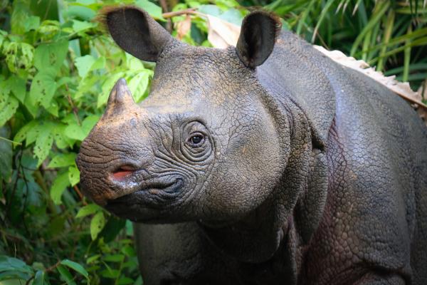 Rinoceronte de Java - Características del rinoceronte de Java