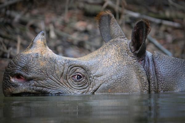 Rinoceronte de Java - Comportamiento del rinoceronte de Java