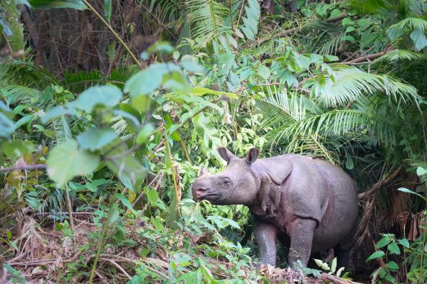 Rinoceronte de Java - Dónde vive el rinoceronte de Java