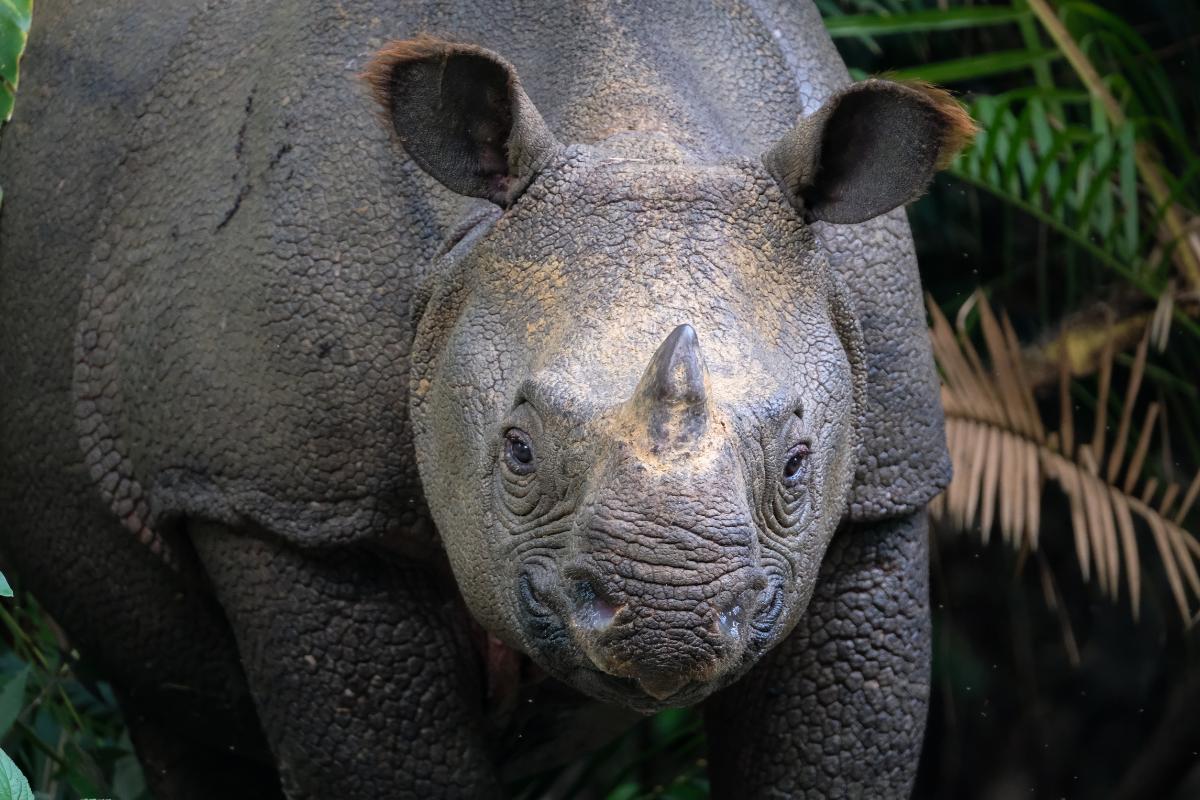 Rinoceronte de Java
