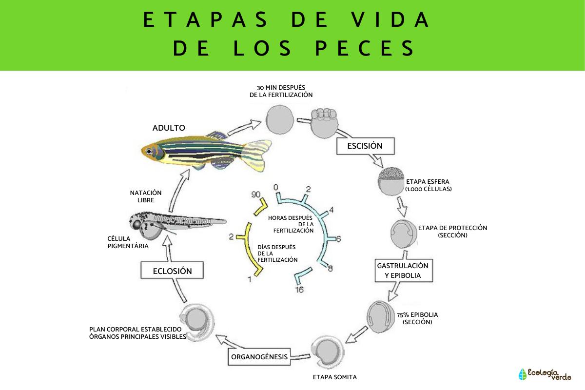 Ciclo de vida de los peces