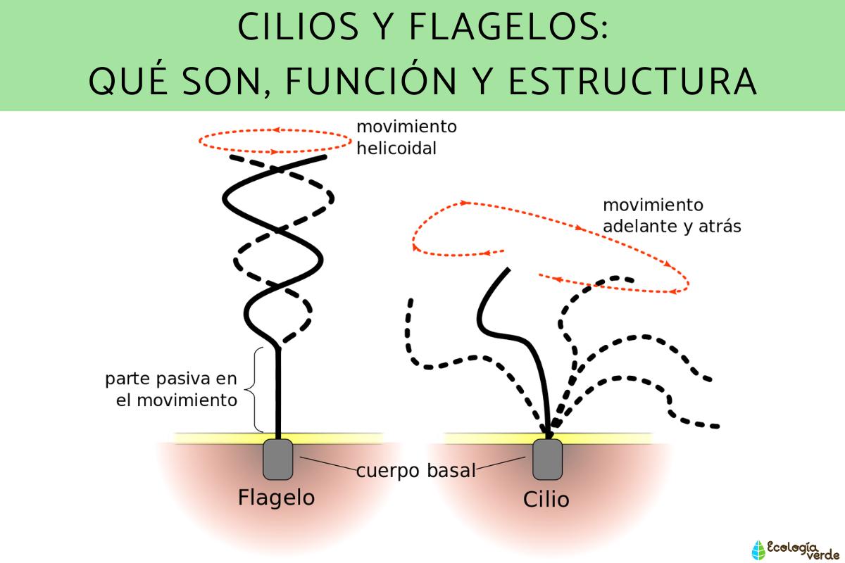 Cilios y flagelos: qué son, función y estructura