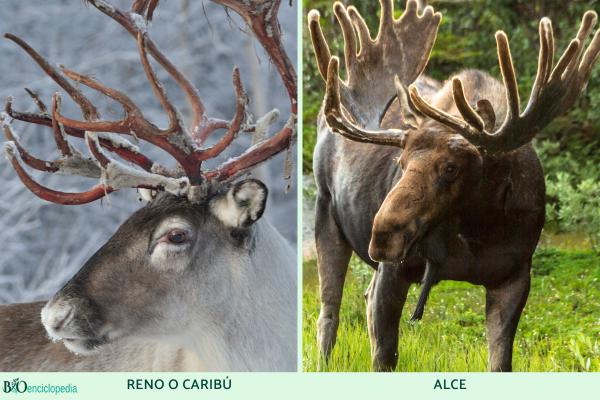 Reno o caribú - Diferencia entre reno y alce