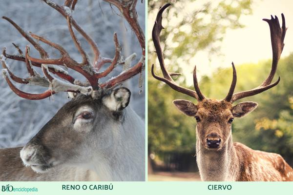 Reno o caribú - Diferencia entre reno y ciervo