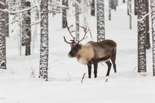 Reno o caribú - Dónde vive el reno o caribú