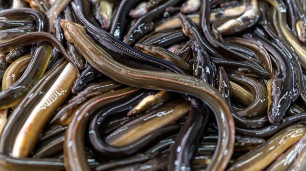 La anguila europea aún no está protegida como especie en peligro de extinción, pero los expertos alertan de su elevada mortalidad cuando los ríos se secan en verano - El verano agrava una amenaza que viene de mucho antes