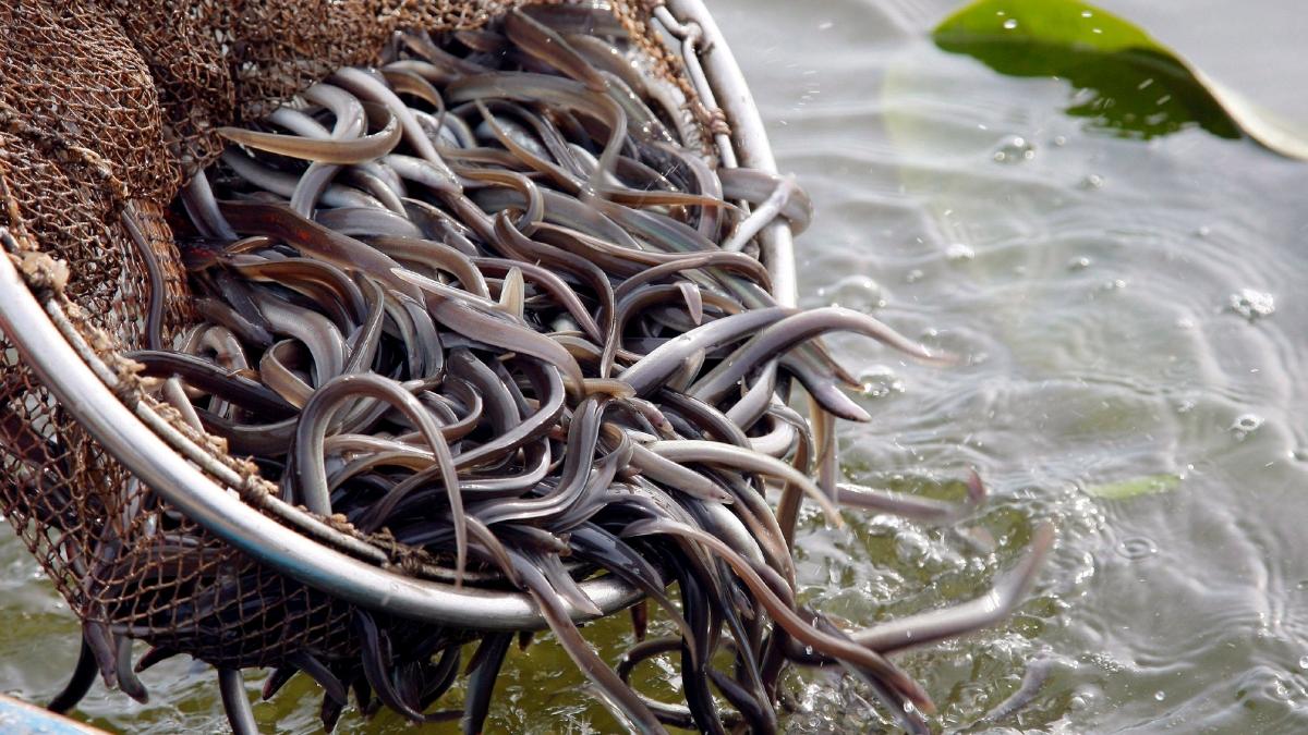 La anguila europea aún no está protegida como especie en peligro de extinción, pero los expertos alertan de su elevada mortalidad cuando los ríos se secan en verano