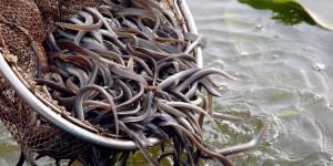 La anguila europea aún no está protegida como especie en peligro de extinción, pero los expertos alertan de su elevada mortalidad cuando los ríos se secan en verano