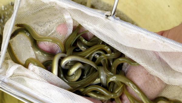 La anguila europea aún no está protegida como especie en peligro de extinción, pero los expertos alertan de su elevada mortalidad cuando los ríos se secan en verano - La anguila europea está en peligro crítico a escala internacional