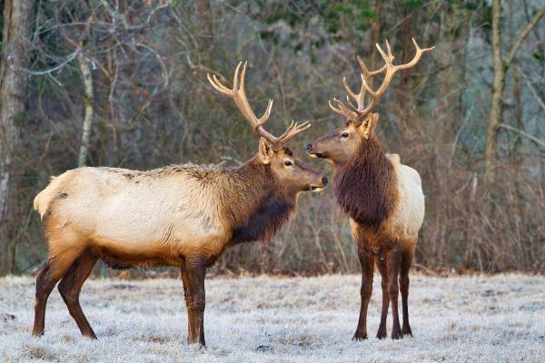 Reno o caribú - Reproducción del reno o caribú