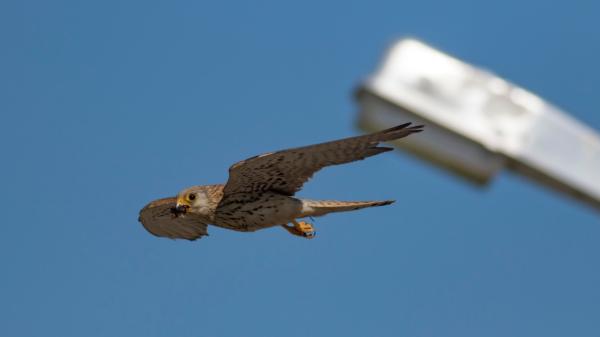 Seis especies de aves rapaces encuentran refugio en una planta solar de Sevilla: la utilizan para cazar y descansar - Cuáles son las seis especies de aves rapaces observadas