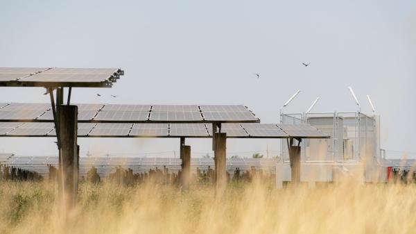 Seis especies de aves rapaces encuentran refugio en una planta solar de Sevilla: la utilizan para cazar y descansar - La planta solar de Sevilla que utilizan seis especies de rapaces