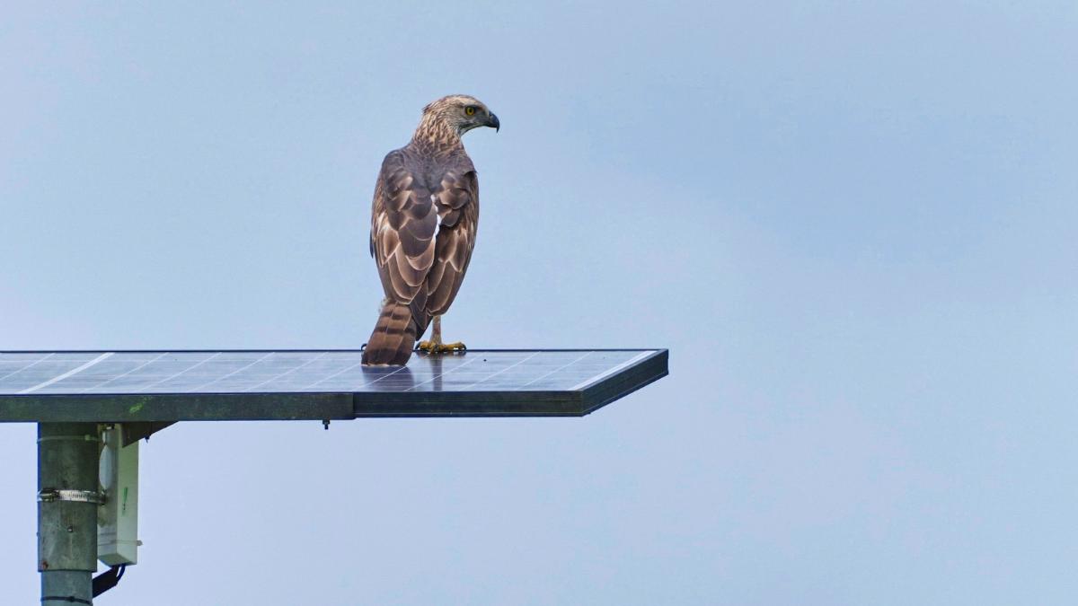 Seis especies de aves rapaces encuentran refugio en una planta solar de Sevilla: la utilizan para cazar y descansar