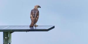 Seis especies de aves rapaces encuentran refugio en una planta solar de Sevilla: la utilizan para cazar y descansar