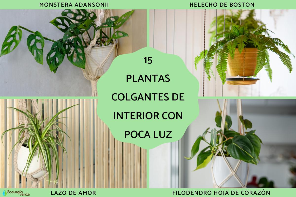 Plantas colgantes de interior con poca luz