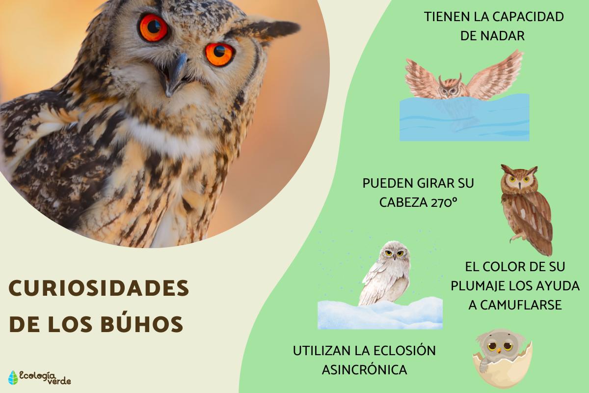 Curiosidades de los búhos